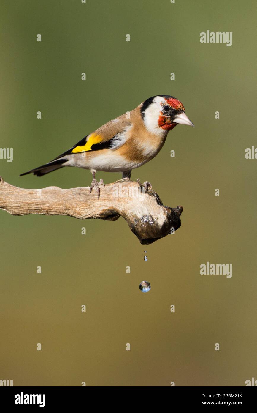 Carduelis (carduelis carduelis) appollaiato su un ramoscello. Questi uccelli sono mangiatori di seme anche se mangiano insetti in estate. Con fuoco selettivo Foto Stock