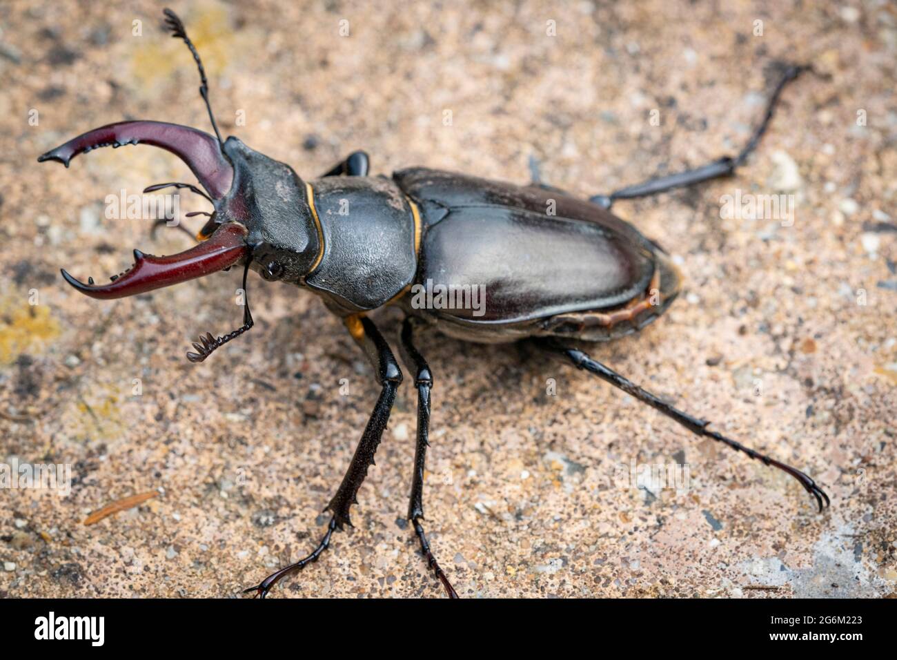 Stag beetle maschio Stag beetle, Nome scientifico: Lucanus cervicus Foto Stock