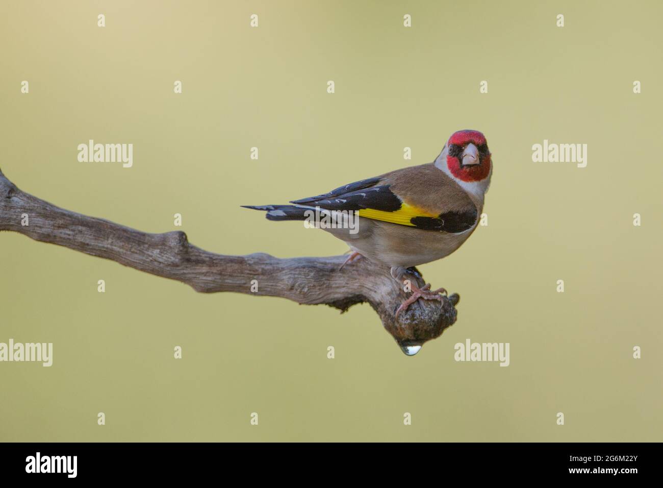 Carduelis (carduelis carduelis) appollaiato su un ramoscello. Questi uccelli sono mangiatori di seme anche se mangiano insetti in estate. Fotografato in Israele Foto Stock