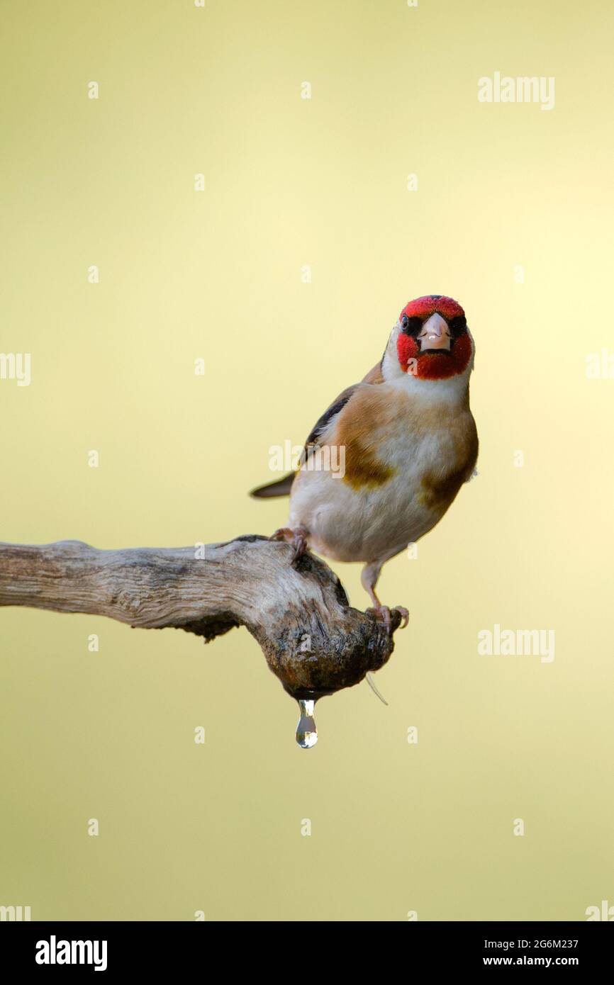 Carduelis (carduelis carduelis) appollaiato su un ramoscello. Questi uccelli sono mangiatori di seme anche se mangiano insetti in estate. Con fuoco selettivo Foto Stock