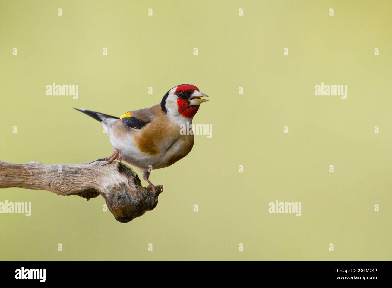 Carduelis (carduelis carduelis) appollaiato su un ramoscello. Questi uccelli sono mangiatori di seme anche se mangiano insetti in estate. Fotografato in Israele Foto Stock