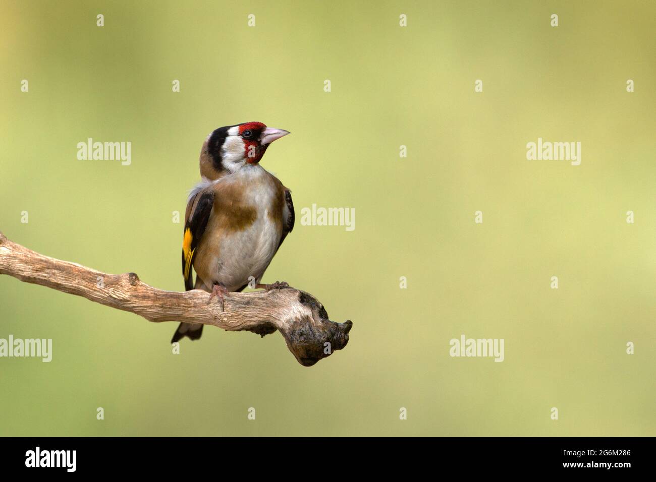 Carduelis (carduelis carduelis) appollaiato su un ramoscello. Questi uccelli sono mangiatori di seme anche se mangiano insetti in estate. Fotografato in Israele Foto Stock