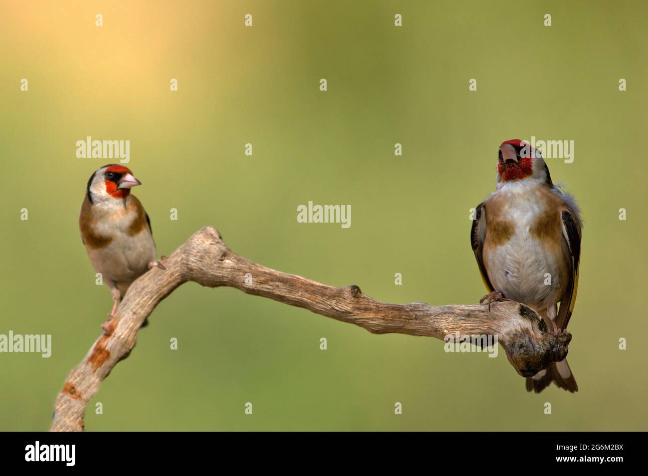 Carduelis (carduelis carduelis) appollaiato su un ramoscello. Questi uccelli sono mangiatori di seme anche se mangiano insetti in estate. Fotografato in Israele Foto Stock