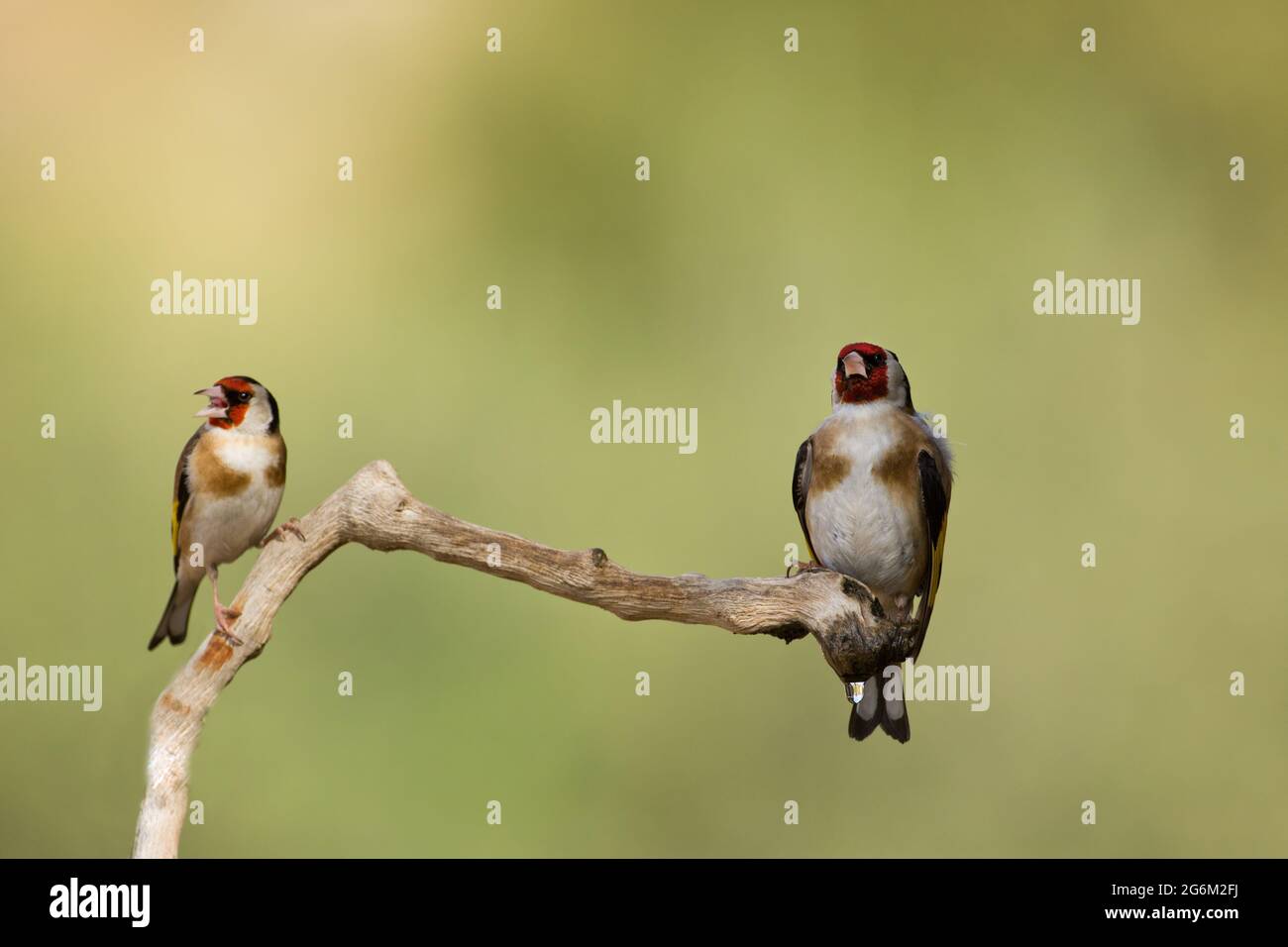 Carduelis (carduelis carduelis) appollaiato su un ramoscello. Questi uccelli sono mangiatori di seme anche se mangiano insetti in estate. Fotografato in Israele Foto Stock