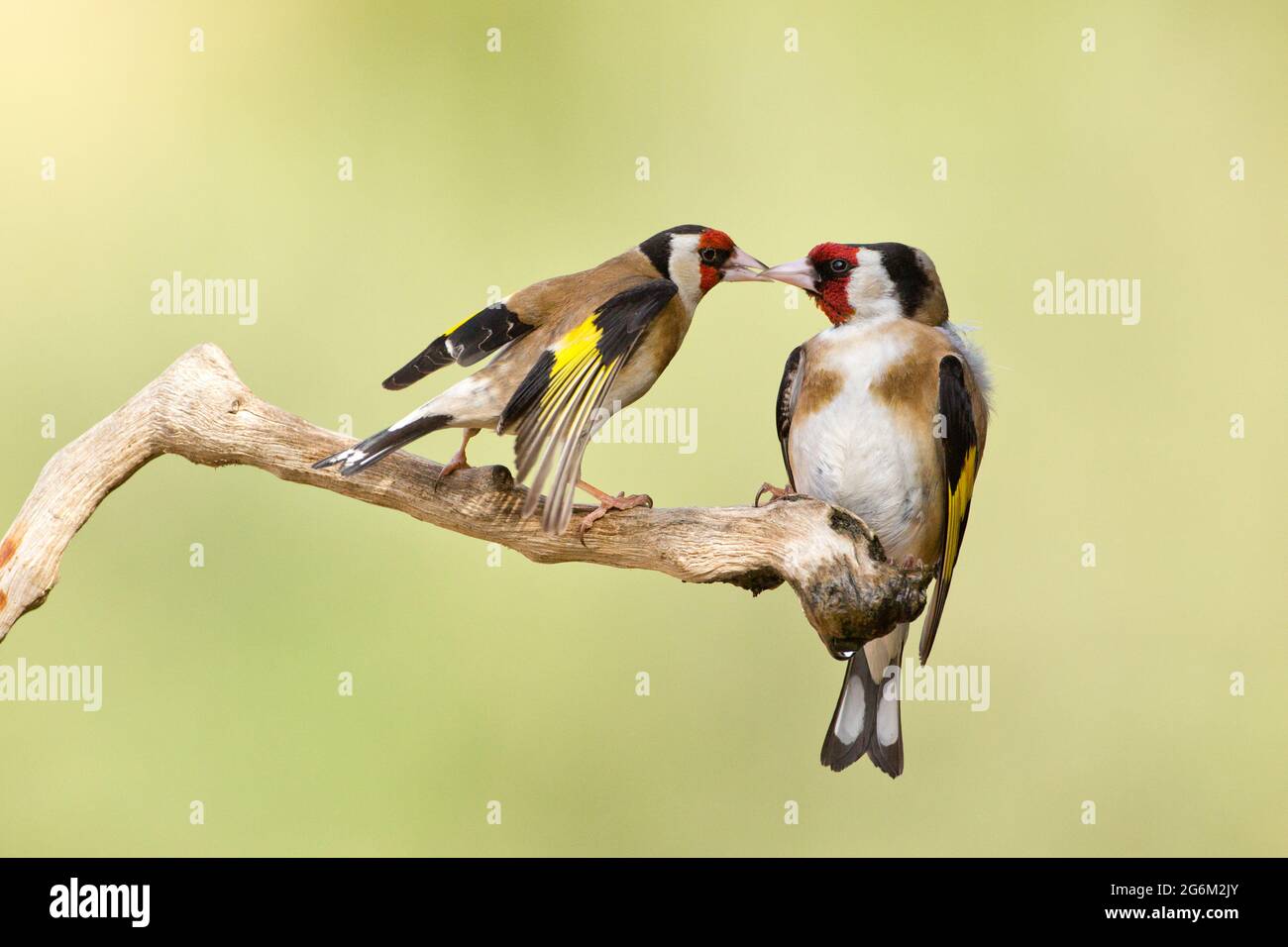 Carduelis (carduelis carduelis) appollaiato su un ramoscello. Questi uccelli sono mangiatori di seme anche se mangiano insetti in estate. Fotografato in Israele Foto Stock
