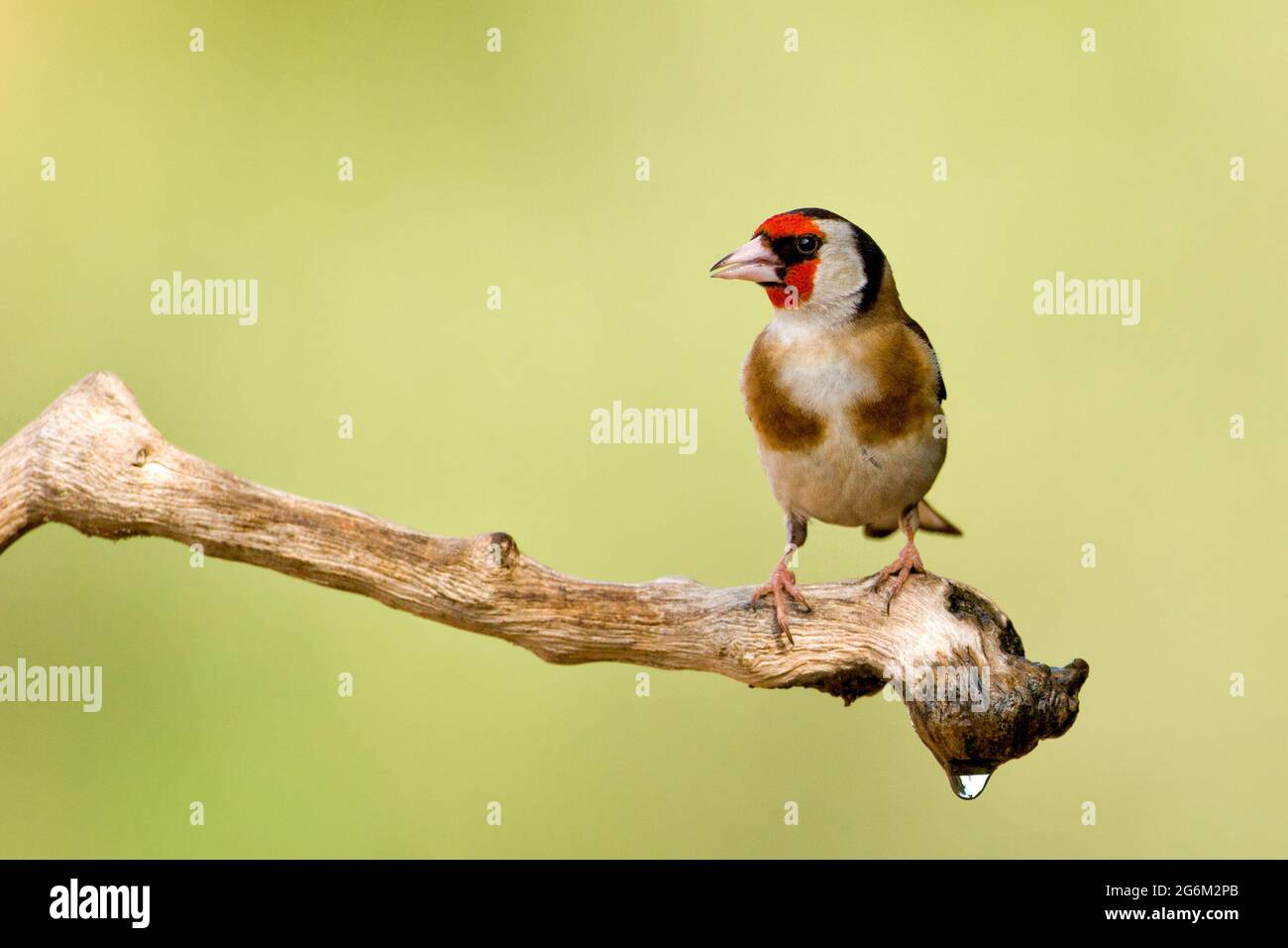 Carduelis (carduelis carduelis) appollaiato su un ramoscello. Questi uccelli sono mangiatori di seme anche se mangiano insetti in estate. Fotografato in Israele Foto Stock