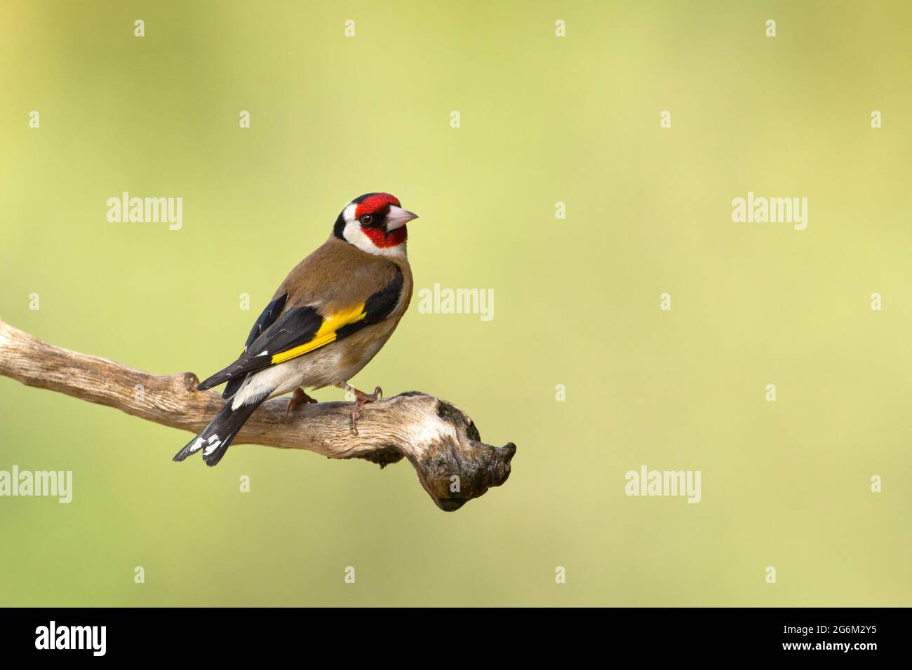 Carduelis (carduelis carduelis) appollaiato su un ramoscello. Questi uccelli sono mangiatori di seme anche se mangiano insetti in estate. Fotografato in Israele Foto Stock