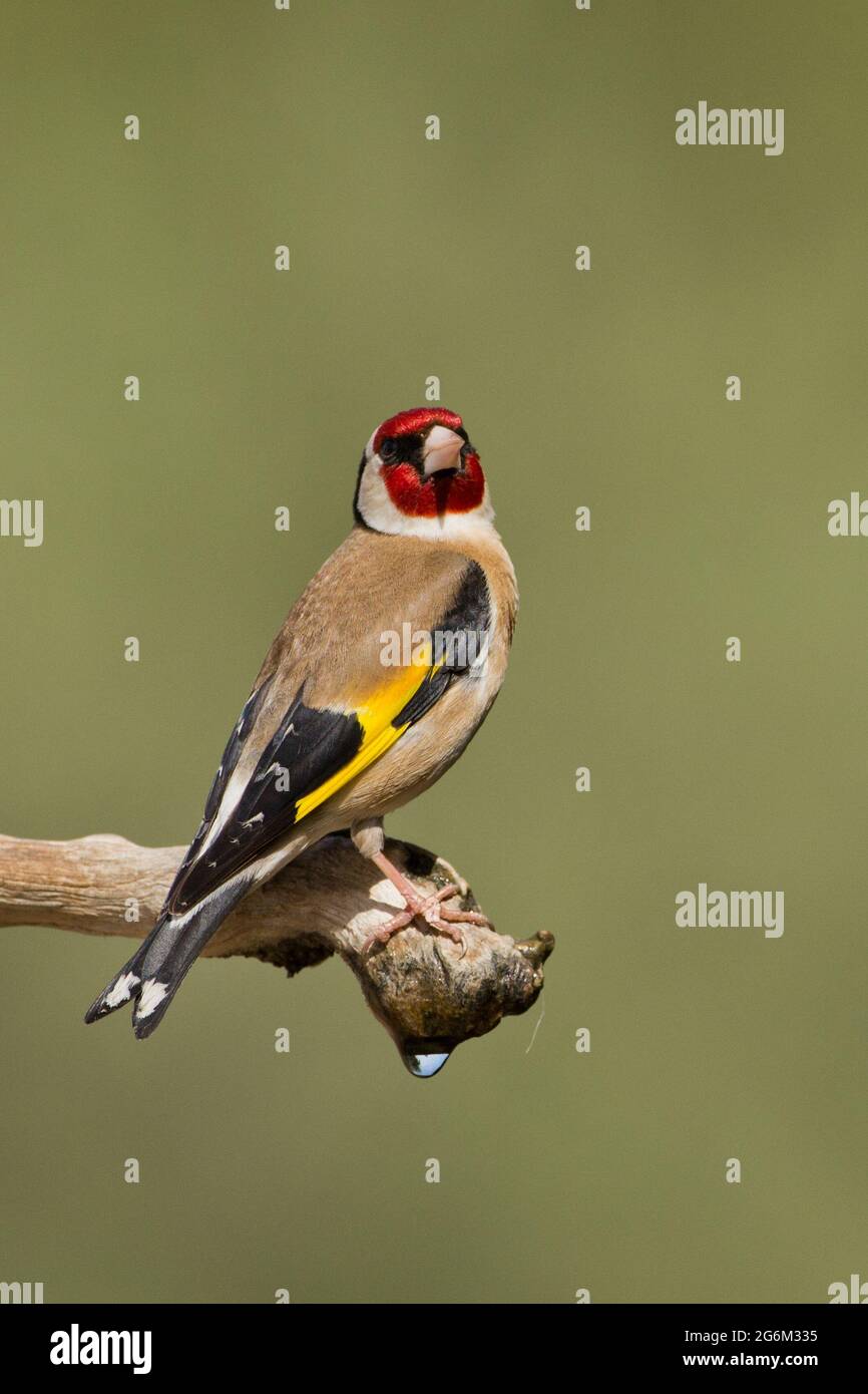 Carduelis (carduelis carduelis) appollaiato su un ramoscello. Questi uccelli sono mangiatori di seme anche se mangiano insetti in estate. Con fuoco selettivo Foto Stock