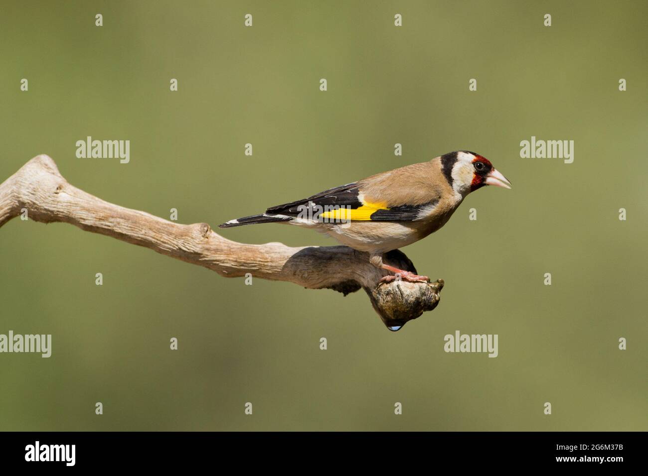 Carduelis (carduelis carduelis) appollaiato su un ramoscello. Questi uccelli sono mangiatori di seme anche se mangiano insetti in estate. Fotografato in Israele Foto Stock