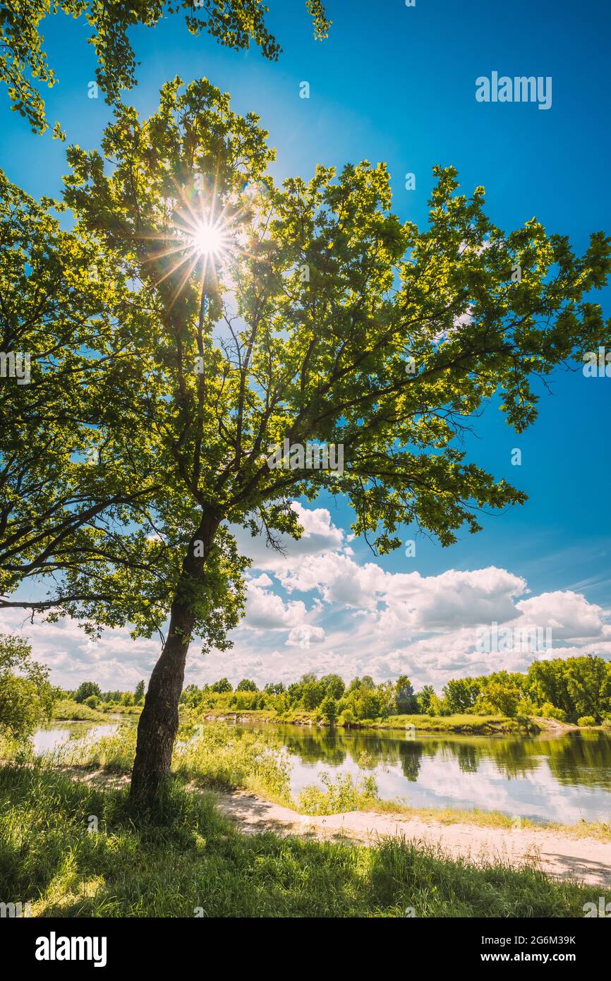 Vertical Shot luce del sole i raggi del sole brillano attraverso le foreste di quercia nel paesaggio estivo della foresta vicino al fiume del lago. Passeggiata sulla strada di campagna attraverso l'estate Foto Stock