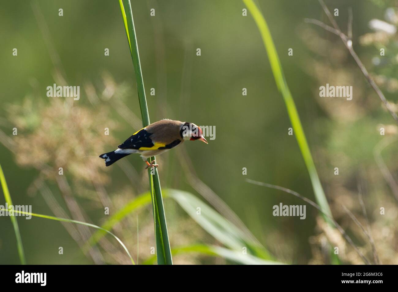 Carduelis (carduelis carduelis) appollaiato su un ramoscello. Questi uccelli sono mangiatori di seme anche se mangiano insetti in estate. Fotografato in Israele Foto Stock