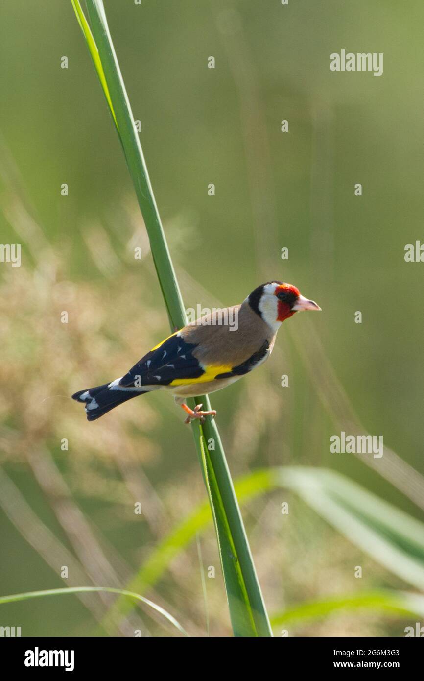Carduelis (carduelis carduelis) appollaiato su un ramoscello. Questi uccelli sono mangiatori di seme anche se mangiano insetti in estate. Con fuoco selettivo Foto Stock
