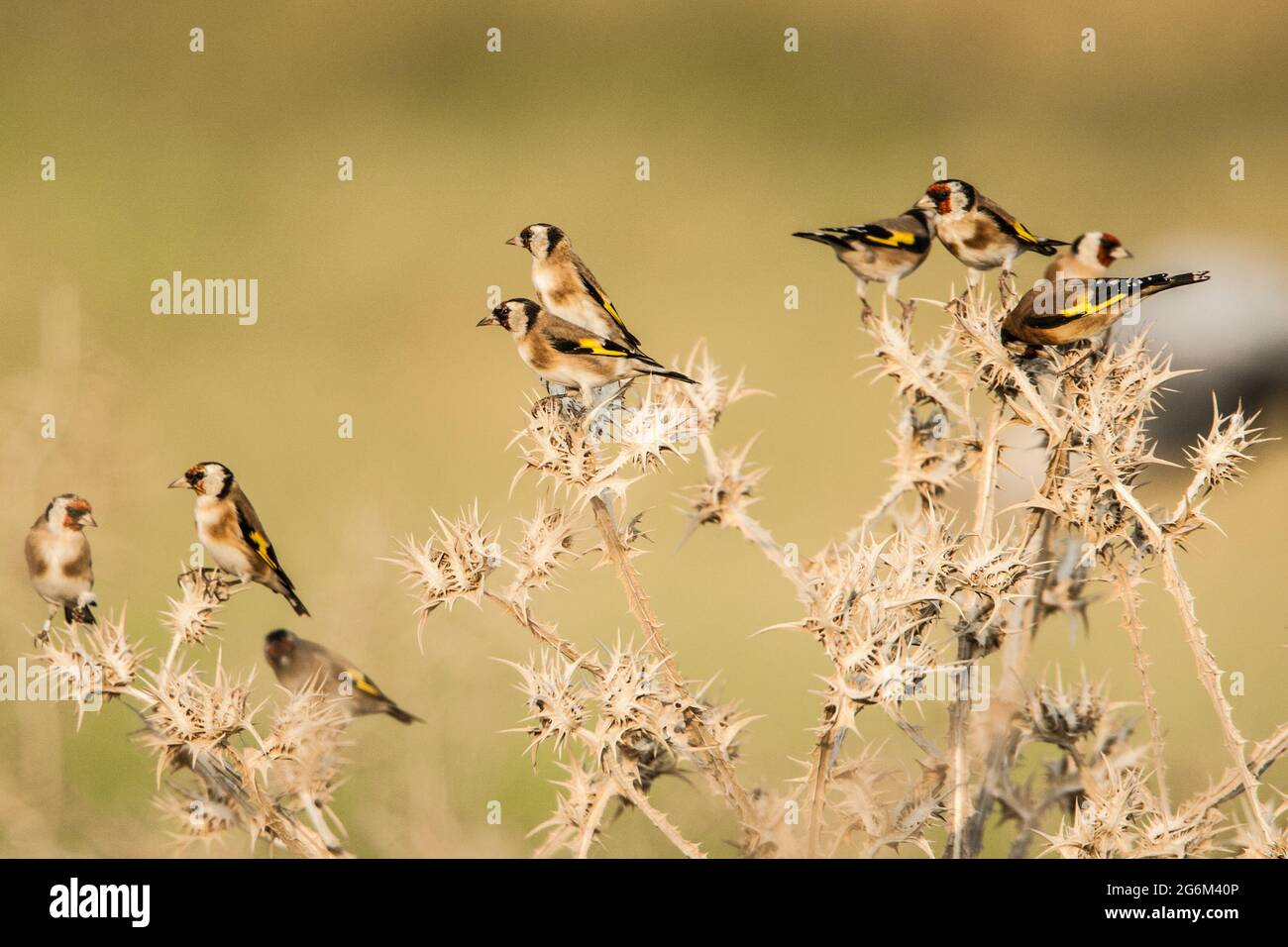 Un gregge di goldfinchws europei (Carduelis carduelis) appollaiato su un ramoscello. Fotografato nel Nord Negev, Israele in ottobre Foto Stock