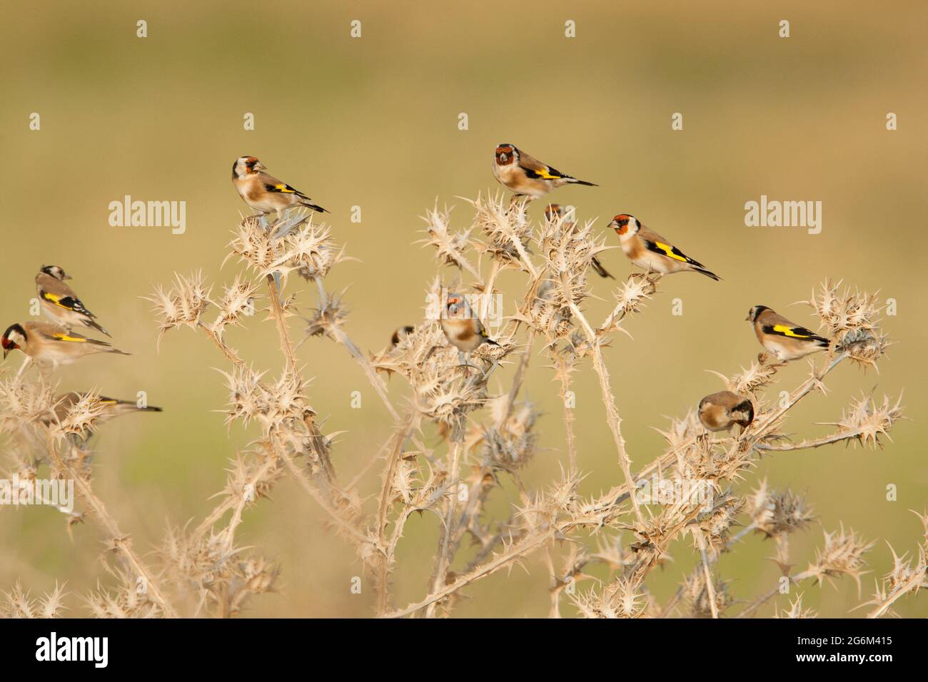 Un gregge di goldfinchws europei (Carduelis carduelis) appollaiato su un ramoscello. Fotografato nel Nord Negev, Israele in ottobre Foto Stock