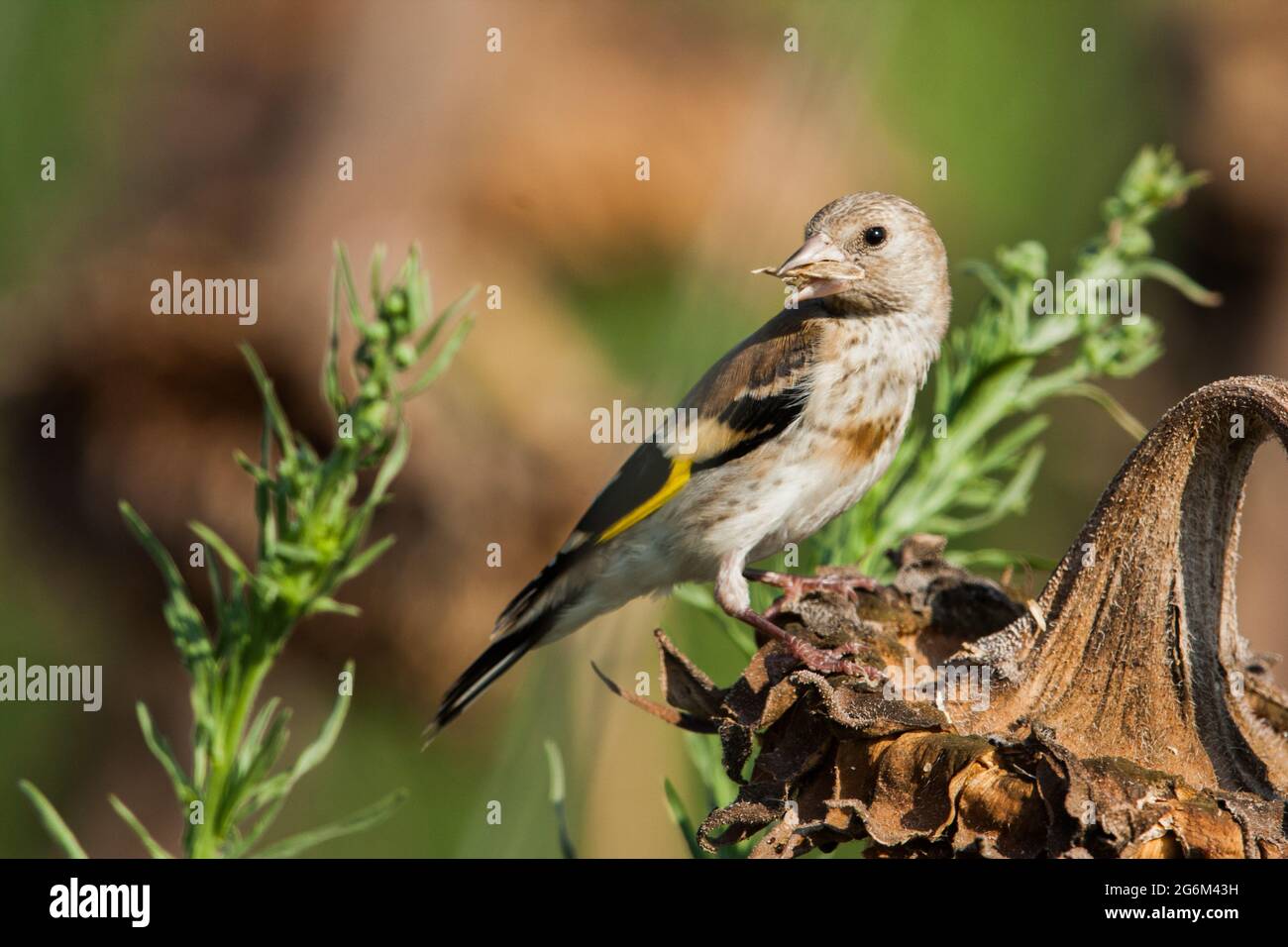 Carduelis (carduelis carduelis) appollaiato su un ramoscello. Questi uccelli sono mangiatori di seme anche se mangiano insetti in estate. Fotografato nella N Foto Stock