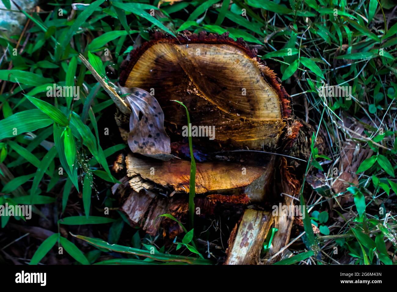 Il tronco di un albero che è tagliato all'interno della foresta Foto Stock