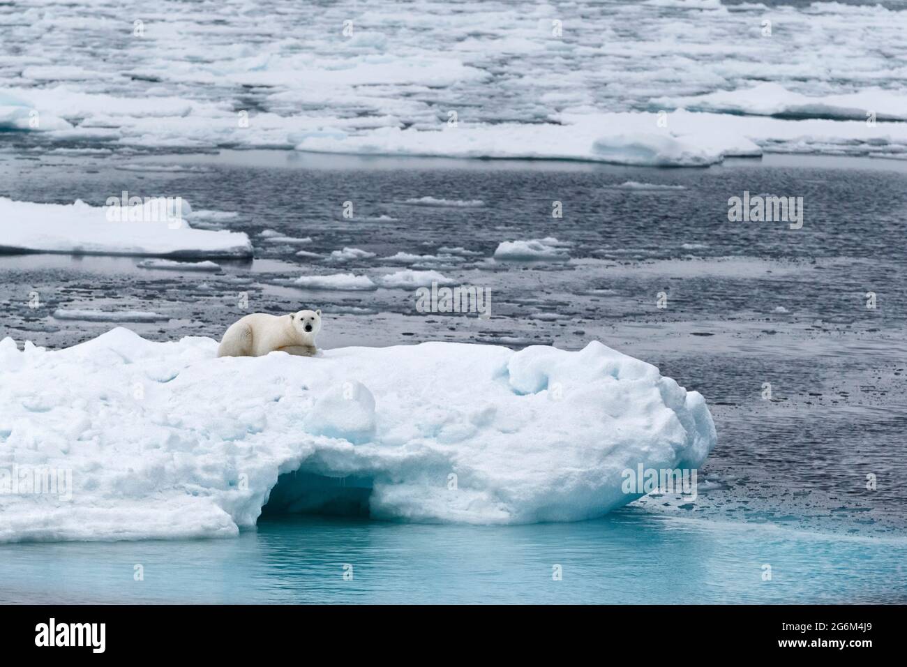 Un orso polare da solo su un iceberg nelle Svalbard, Norvegia, che fissa la telecamera nel suo habitat ghiacciato artico, mettendo in evidenza la minaccia climatica. Spitzbergen Foto Stock
