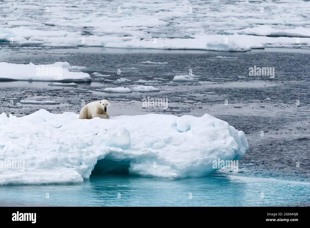 Un orso polare da solo su un iceberg nelle Svalbard, Norvegia, che fissa la telecamera nel suo habitat ghiacciato artico, mettendo in evidenza la minaccia climatica. Foto Stock