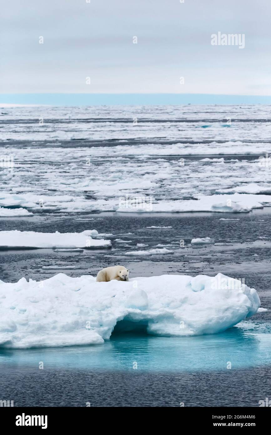 Orso polare (Ursus maritimus) sull'iceberg. Svalbard, Spitzbergen, Norvegia, Artico Foto Stock