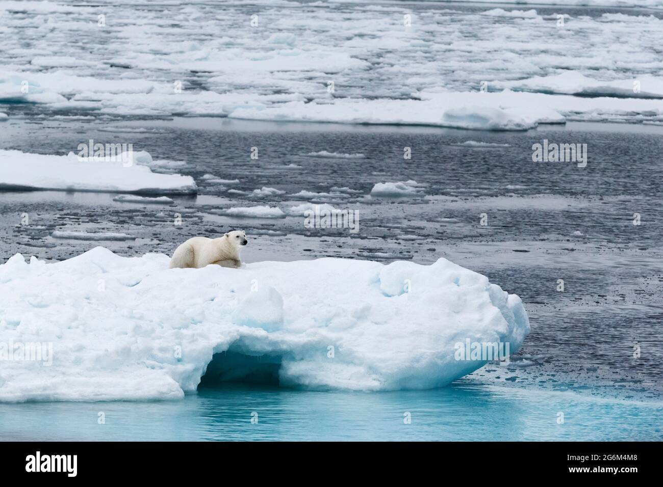 Orso polare (Ursus maritimus) sull'iceberg. Svalbard, Spitzbergen, Norvegia, Artico Foto Stock