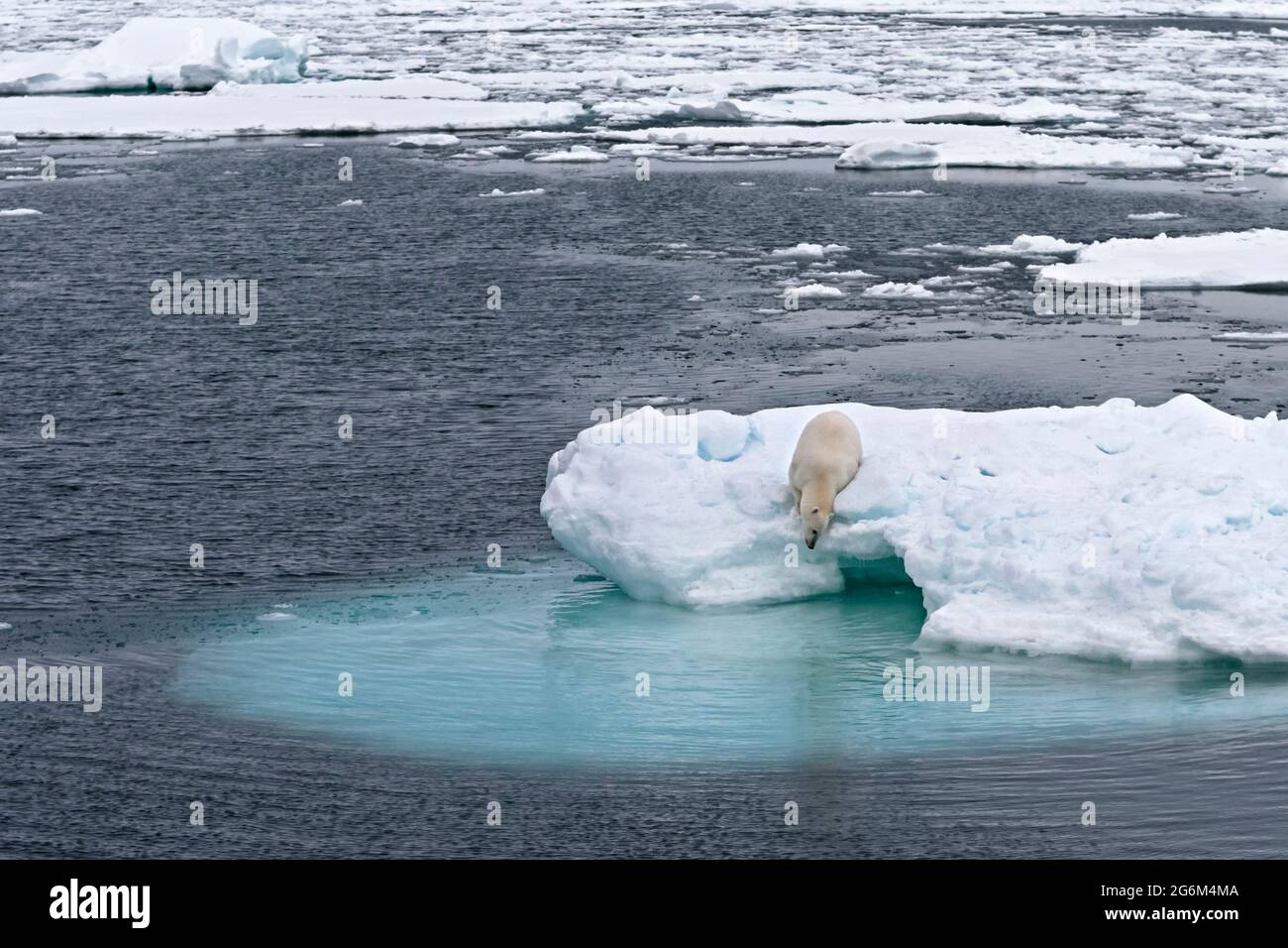 Orso polare (Ursus maritimus) sull'iceberg. Svalbard, Spitzbergen, Norvegia, Artico Foto Stock