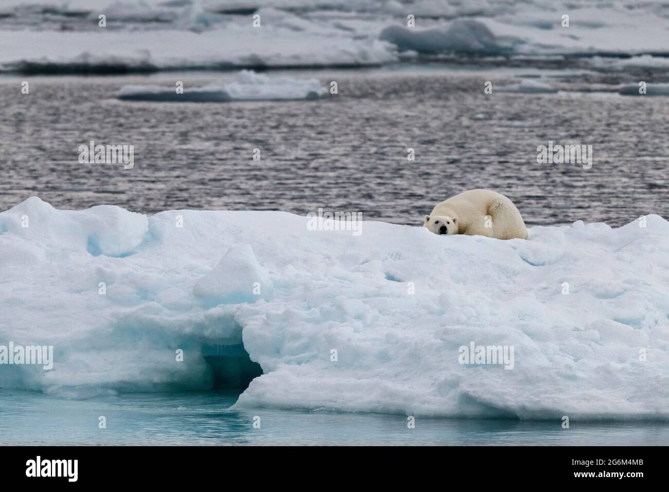 Un orso polare da solo su un iceberg nelle Svalbard, Norvegia, che fissa la telecamera nel suo habitat ghiacciato artico, mettendo in evidenza la minaccia climatica. Foto Stock
