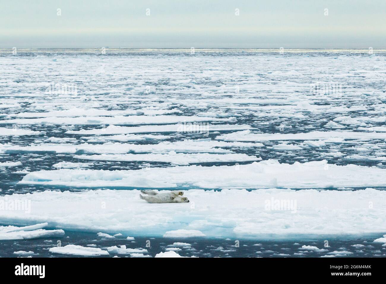 Orso polare (Ursus maritimus) sull'iceberg. Svalbard, Spitzbergen, Norvegia, Artico Foto Stock