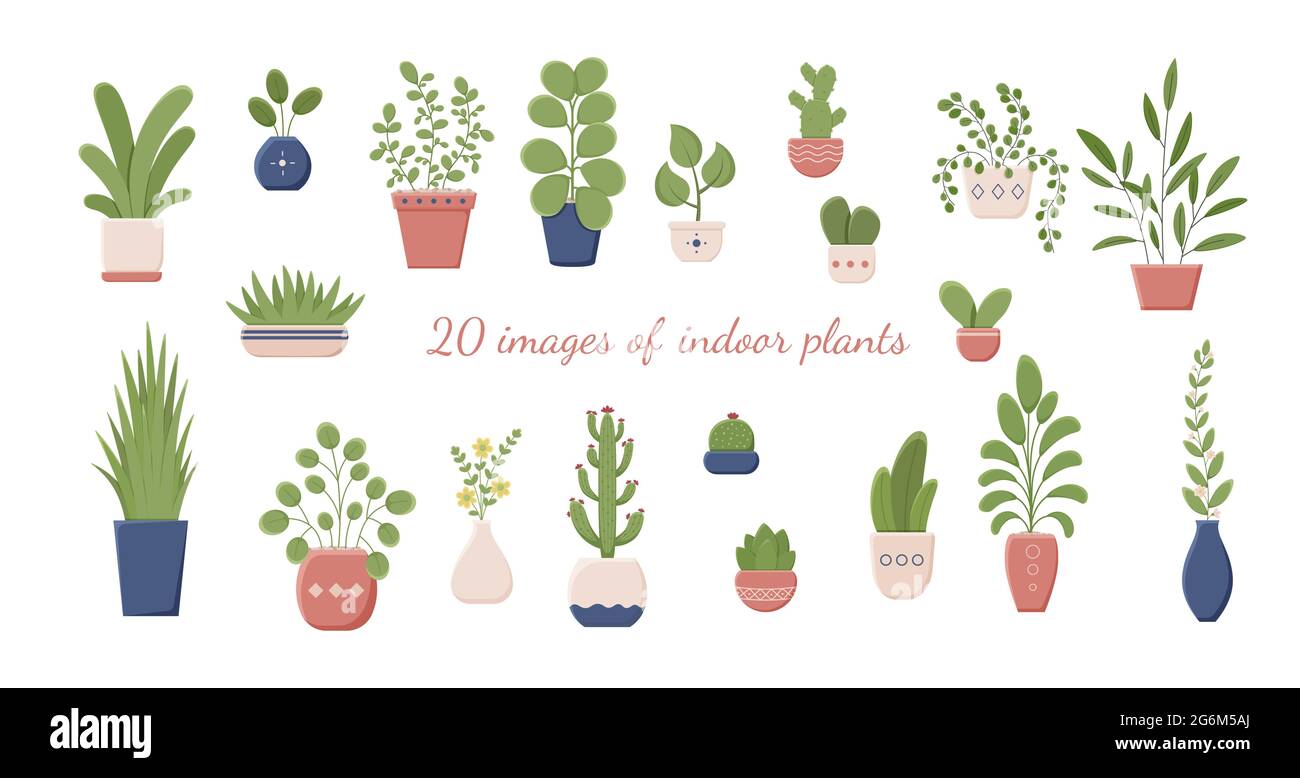 Grande insieme di piante di casa isolato. Elementi per la progettazione. Illustrazione di piante domestiche, piante domestiche e piante di ufficio in una pentola. Isolato su uno sfondo bianco Illustrazione Vettoriale