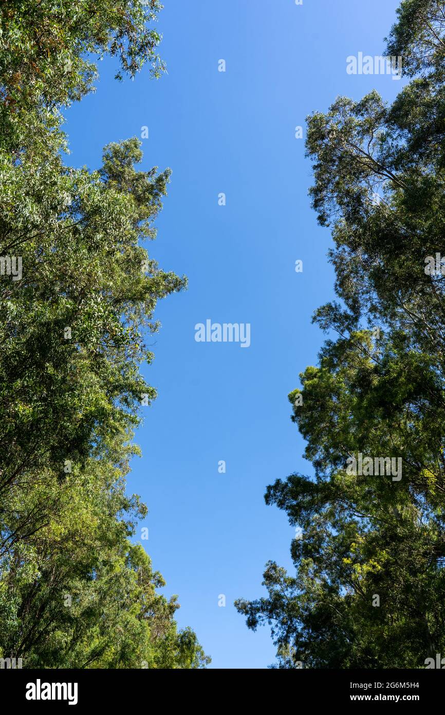 Strada rurale alberata Foto Stock