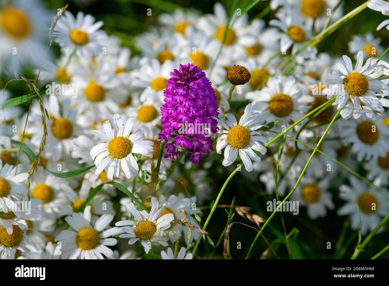 L'orchidea piramidale, Anacamptis piramidalis, che cresce tra le daisy dell'occhio di bue, Leucanthemum vulgare, in un prato di fiori selvatici nel Wiltshire, Regno Unito. Foto Stock