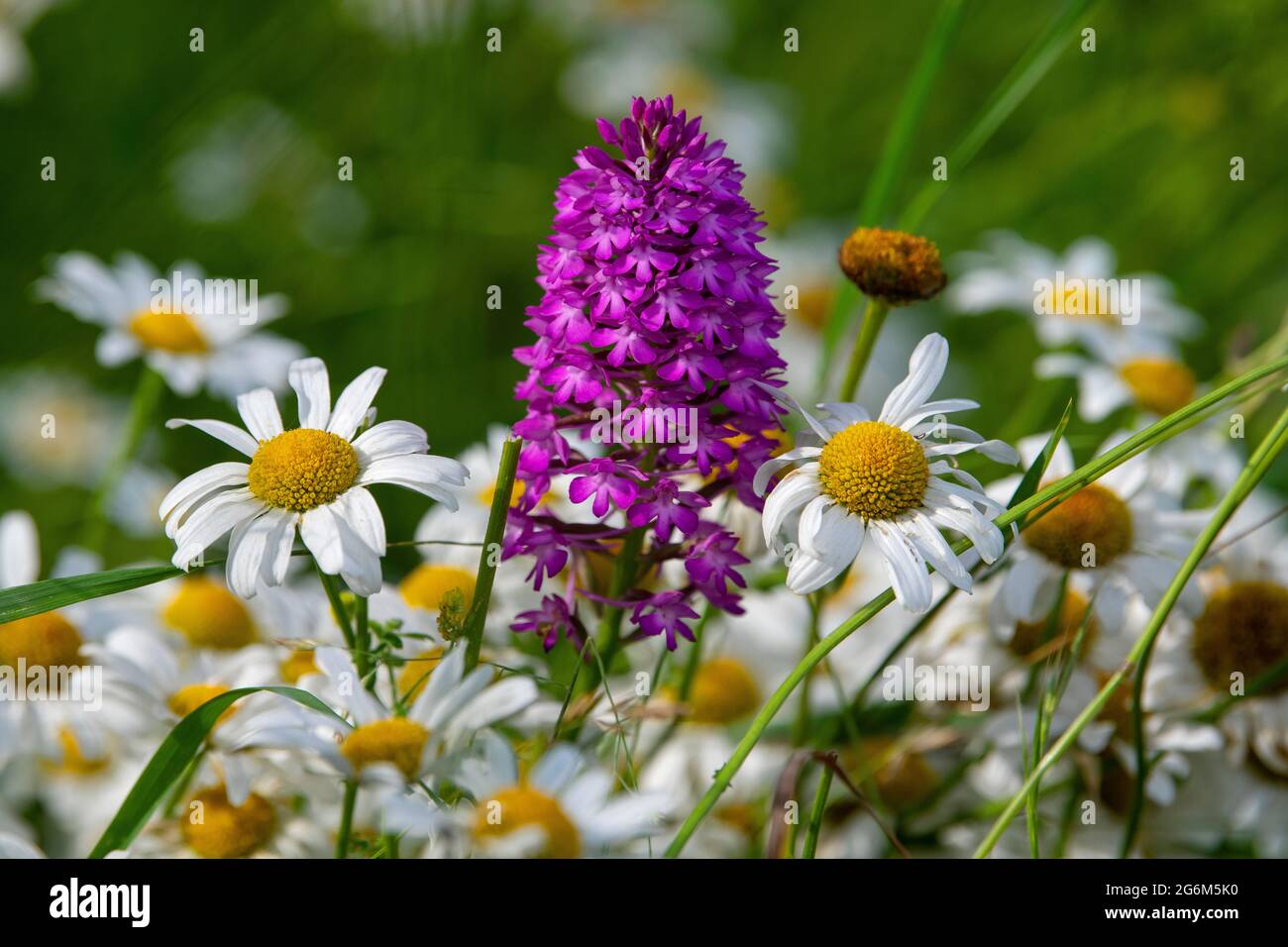 L'orchidea piramidale, Anacamptis piramidalis, che cresce tra le daisy dell'occhio di bue, Leucanthemum vulgare, in un prato di fiori selvatici nel Wiltshire, Regno Unito. Foto Stock