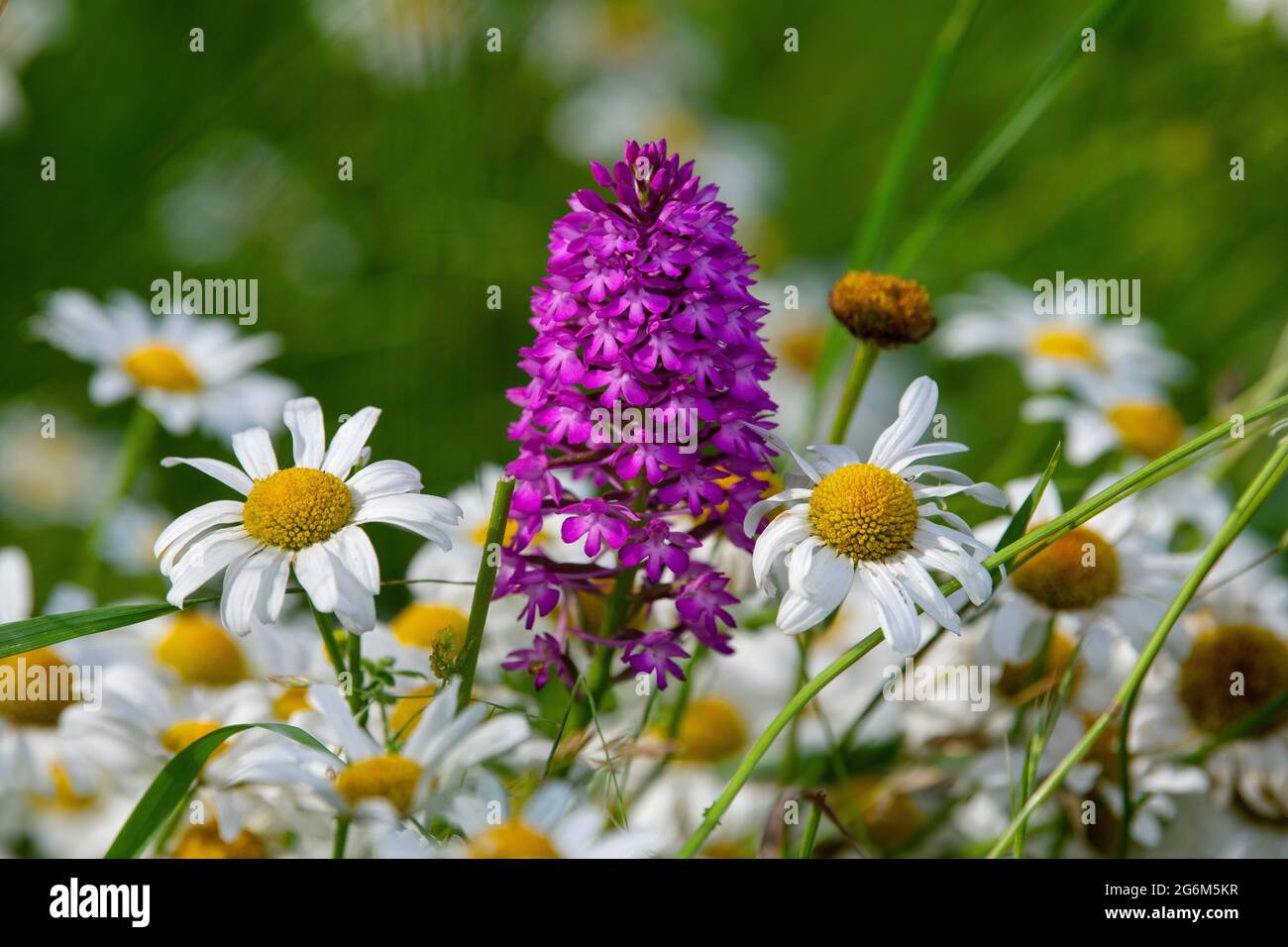 L'orchidea piramidale, Anacamptis piramidalis, che cresce tra le daisy dell'occhio di bue, Leucanthemum vulgare, in un prato di fiori selvatici nel Wiltshire, Regno Unito. Foto Stock