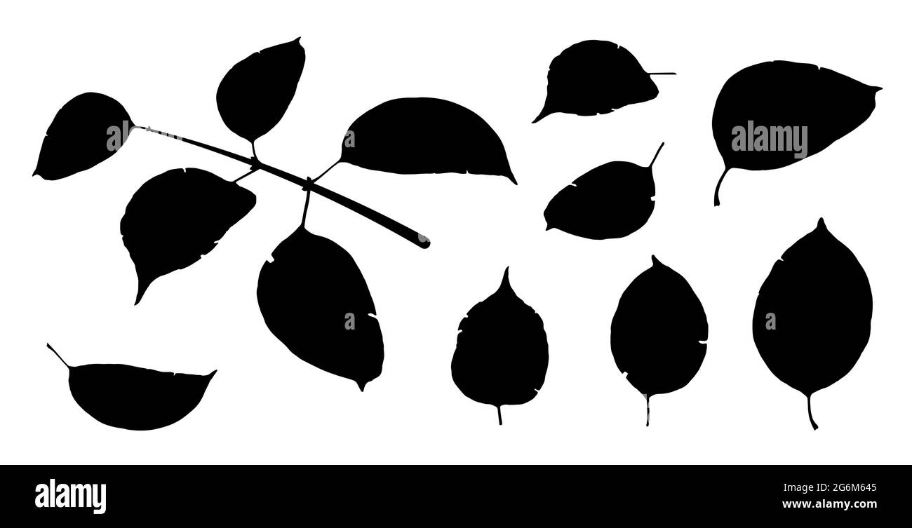 Sagome nere di foglie di alberi isolate su bianco. Autunno caduto foglie di acero. Vettore Illustrazione Vettoriale