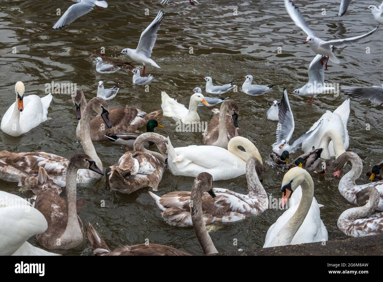 Una massa di uccelli sul fiume Cam, in Inghilterra Cambridge, tra cui anatre, gabbiani, cigni muti con cigneti Foto Stock