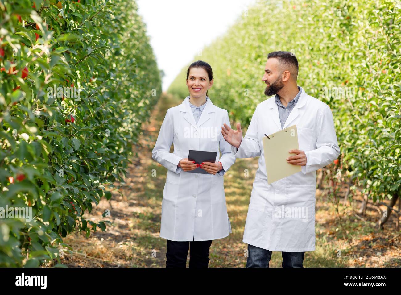 Agronomo controllare frutteto biologico prima di raccogliere in estate Foto Stock