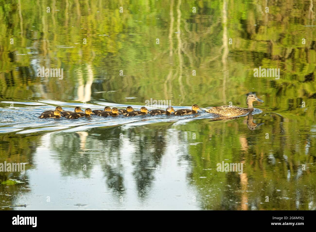 Una famiglia meravigliosa. Un'anatra selvatica (mallard) nuota sull'acqua e 10 anatroccoli sono allineati dopo di essa Foto Stock