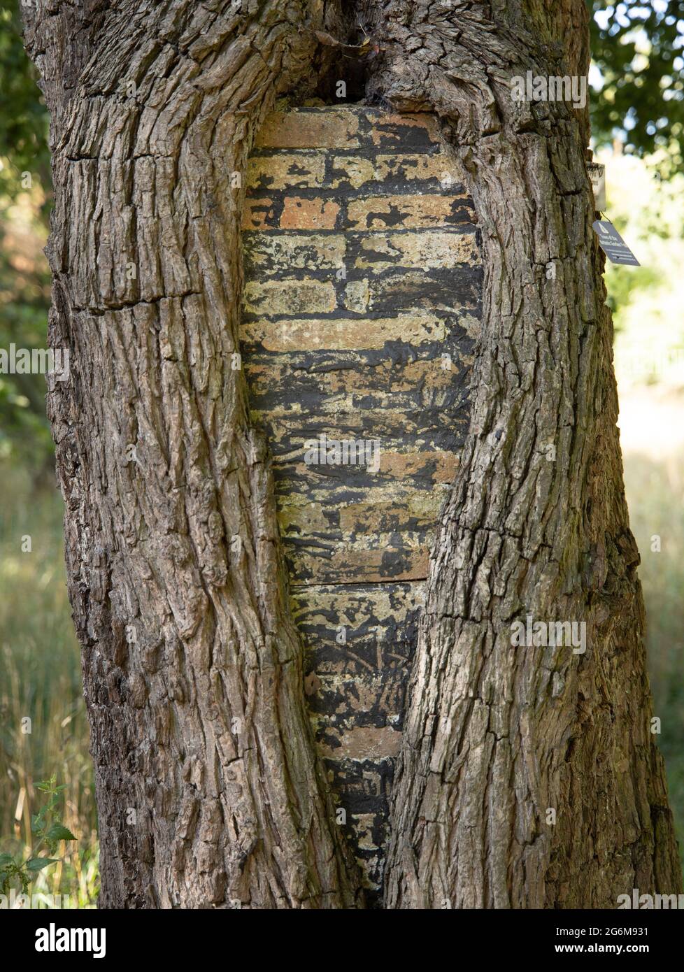 Strano tronco d'albero con mattoni in Cambridge University Botanic Garden Cambridge Inghilterra Foto Stock