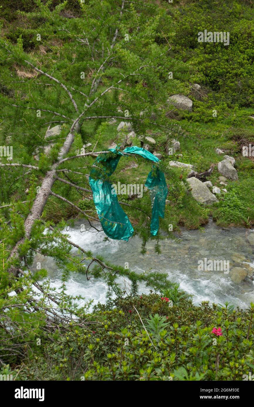Inquinamento ambientale: Palloncino partito appeso in un albero in una bella foresta alpina Foto Stock