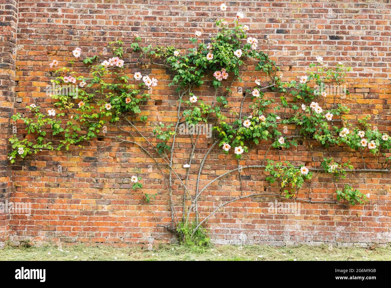 Grande rosa spaliered addestrato contro vecchio muro di mattoni. Foto Stock