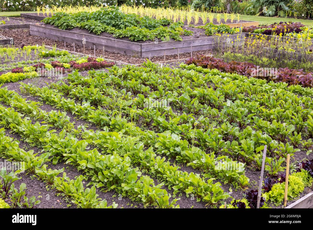 Giardino di Potager con letti da giardino simmetrici che coltivano file di verdure con fiori, frutta ed erbe mescolate. Foto Stock