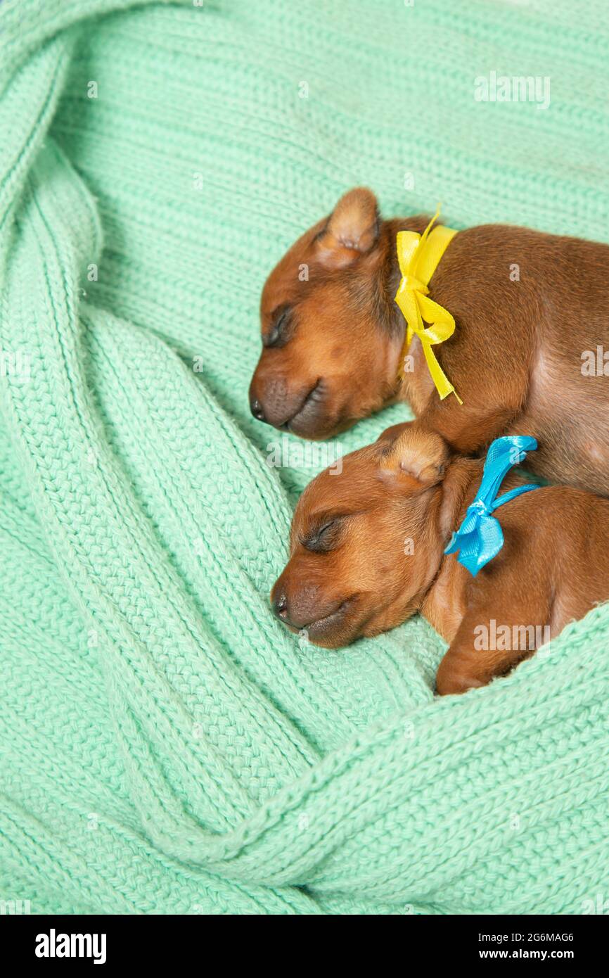 Due piccoli cuccioli appena nati giacciono su una calda coperta a maglia. Il concetto di amore e cura, calore e comfort. Pigmy pinscher cuccioli stanno dormendo. Foto Stock