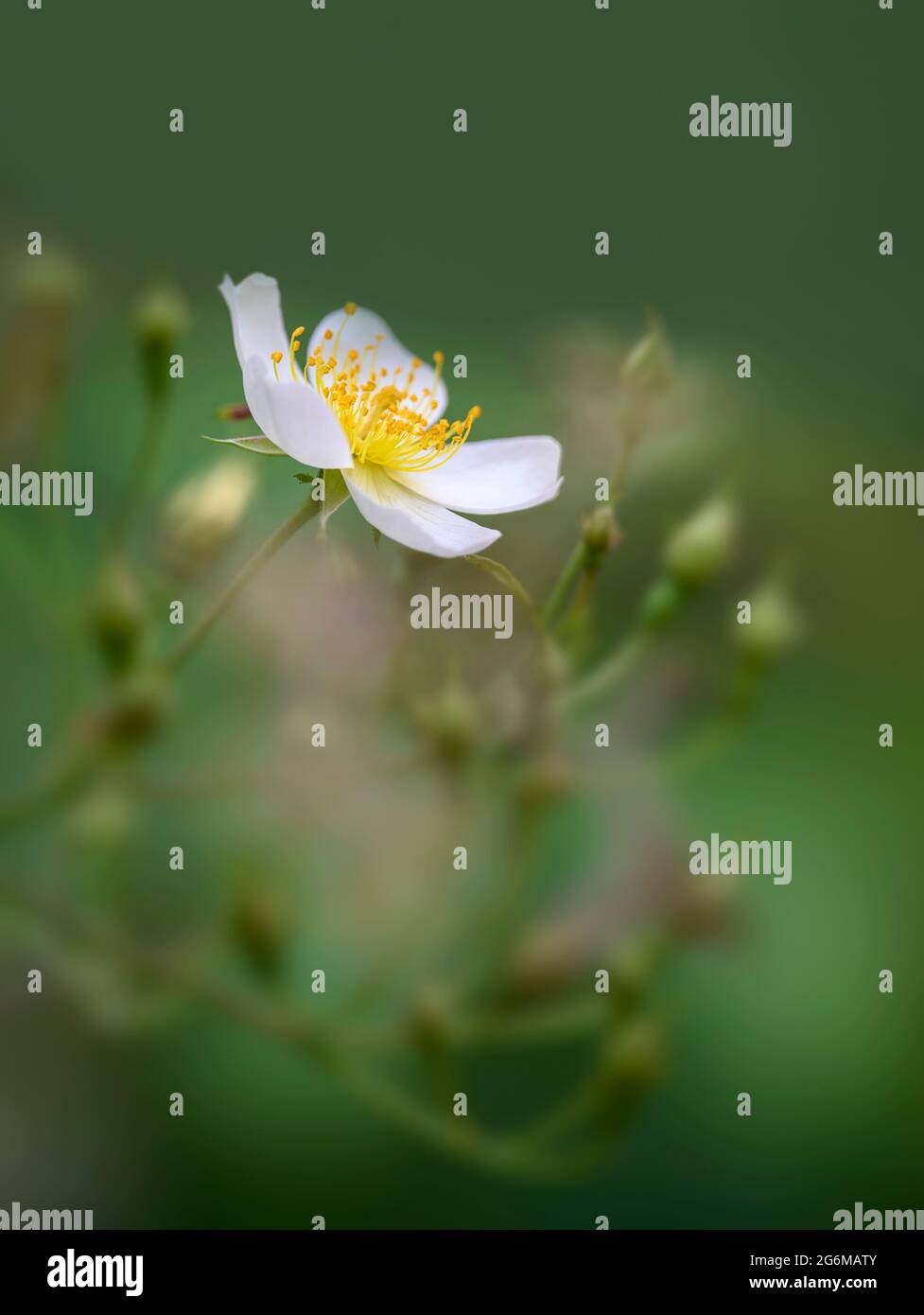Un fiore bianco solitario di una Rosa Rambling circondato da una pletora di boccioli di rose in attesa di apertura Foto Stock
