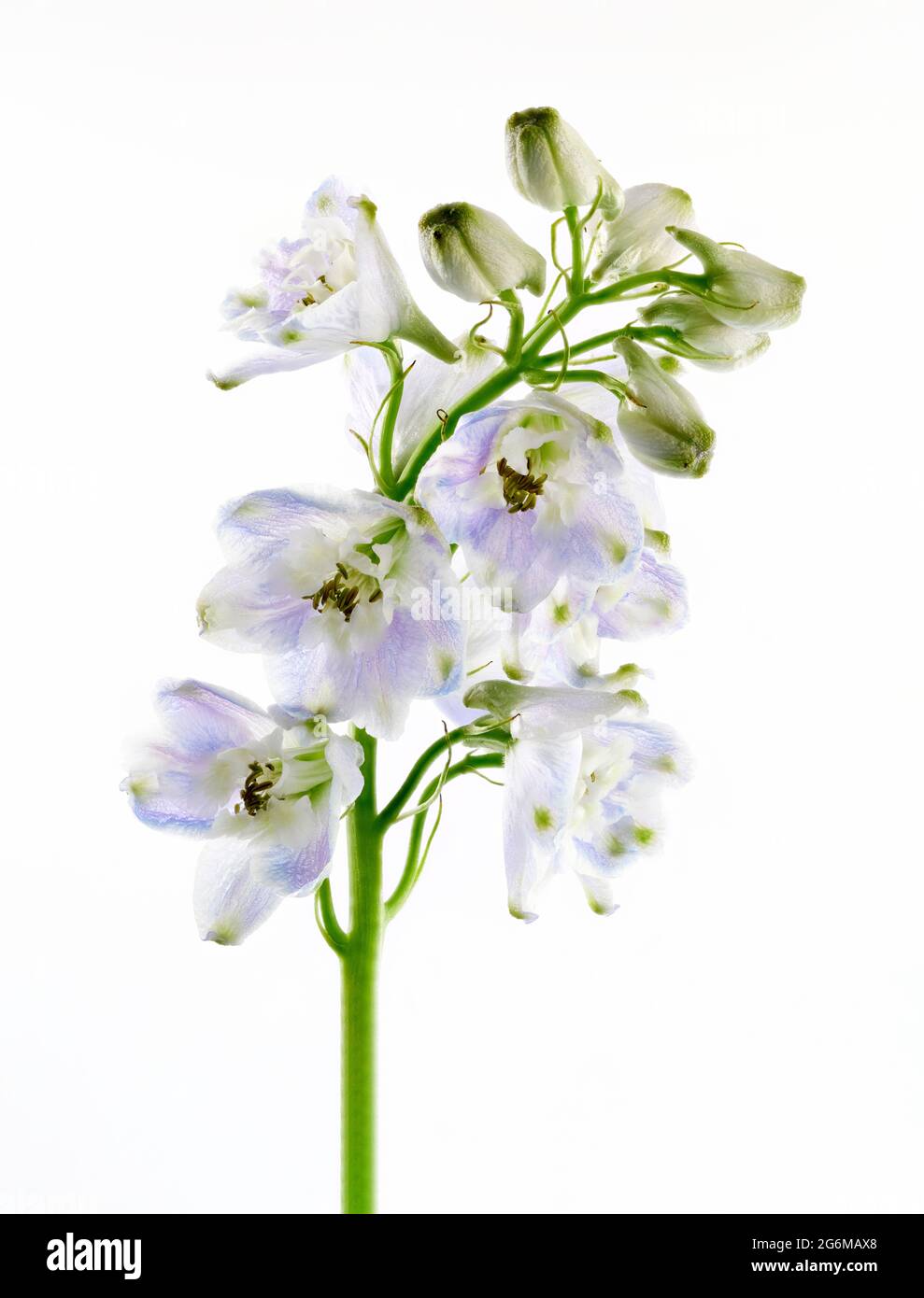 Un fiore di Delphinium blu molto chiaro fotografato su uno sfondo bianco chiaro Foto Stock