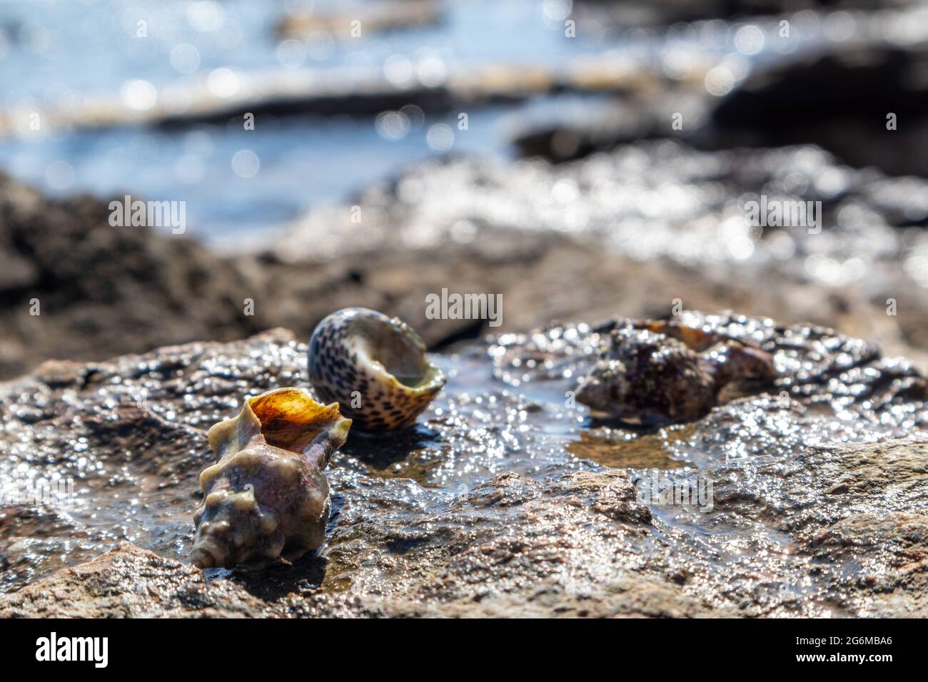 Granchi eremiti nascosti in molluschi conchiglie dure da vicino sulla superficie rocciosa sotto il sole mediterraneo estivo sulla riva del mare. Vita marina selvaggia Foto Stock