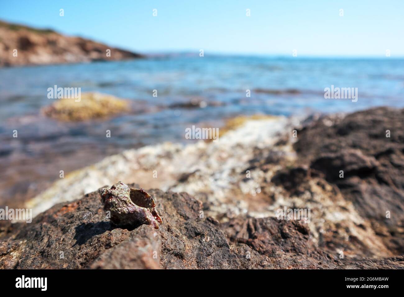 Granchio eremita nascosto in mollusco duro da vicino su rocce sotto il sole mediterraneo estivo sulla riva del mare. Vita marina selvaggia Foto Stock