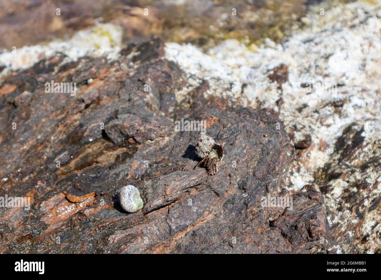 Granchio eremita nascosto in mollusco guscio duro primo piano sulla superficie rocciosa sotto il sole mediterraneo estivo sulla riva del mare. Vita marina selvaggia Foto Stock