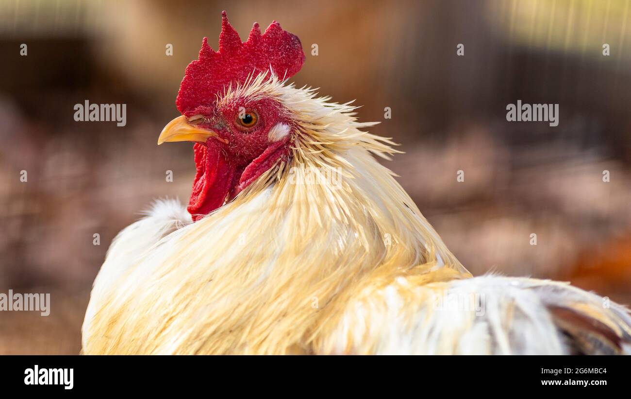 Ritratto di un pollo in una fattoria Foto Stock