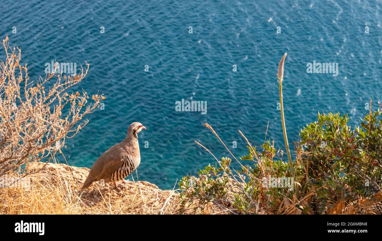La partridge rocciosa (Alectoris graeca), famiglia fagiano. Osservazione di uccelli sul bordo roccioso della costa mediterranea blu del mare, Capo Sounion, Attica, Grecia Foto Stock