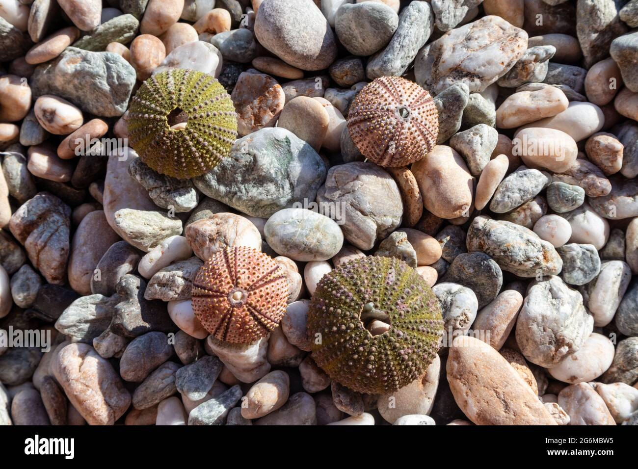 Colorate conchiglie di ricci marini (scheletri) da vicino sulla spiaggia di ciottoli sul Mar Egeo in Grecia. Animali spinosi, globulari, echinodermi conchiglie dure rotonde. Foto Stock