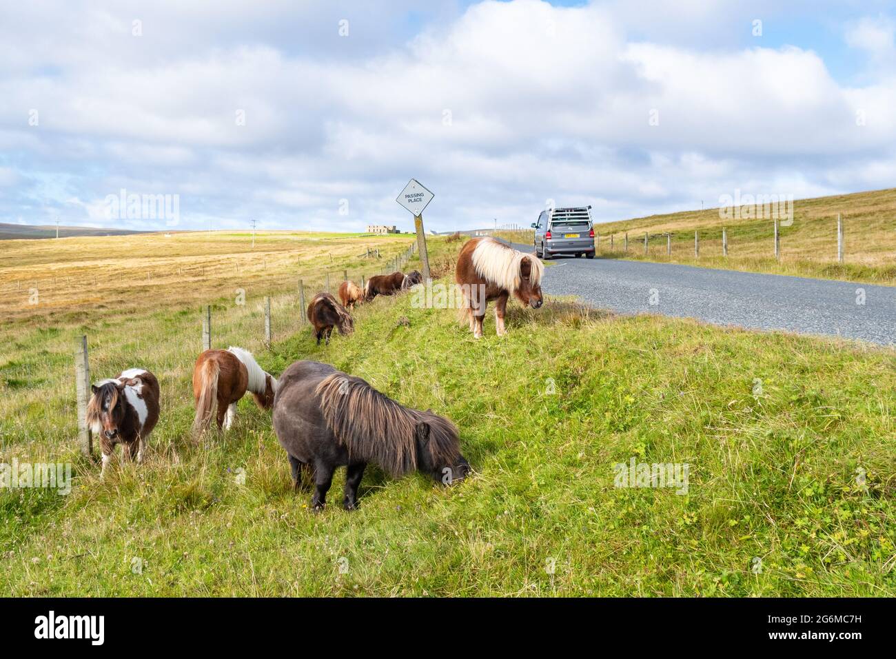 Pony Shetland vicino alla strada e campervan sulle isole Shetland viaggio su strada - Unst, Isole Shetland, Scozia, Regno Unito Foto Stock